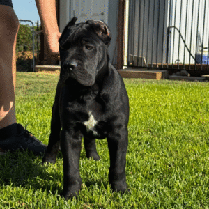 Meet Gia – Sweet & Confident Female Cane Corso Puppy (AKC Registered)