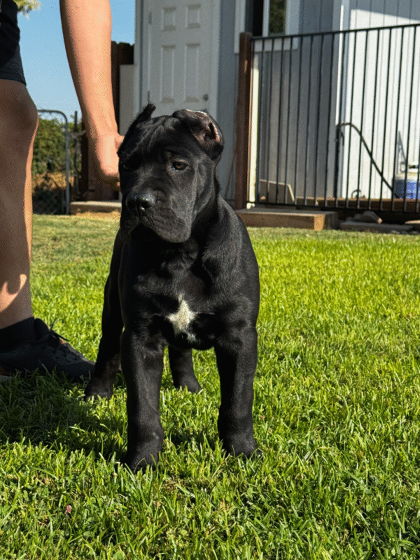 Meet Gia – Sweet & Confident Female Cane Corso Puppy (AKC Registered)