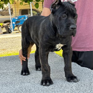 Meet Nala – Graceful & Devoted Female Cane Corso Puppy (AKC Registered)