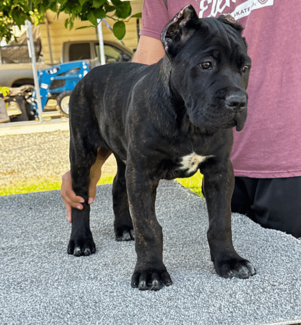 Meet Nala – Graceful & Devoted Female Cane Corso Puppy (AKC Registered)
