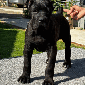 Meet Zara – Elegant & Protective Female Cane Corso Puppy (Partial AKC Registered)