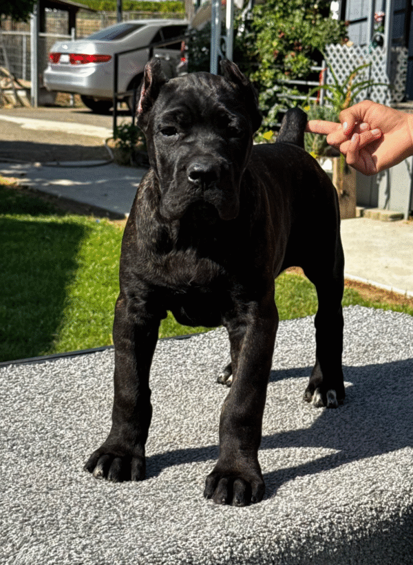 Meet Zara – Elegant & Protective Female Cane Corso Puppy (Partial AKC Registered)