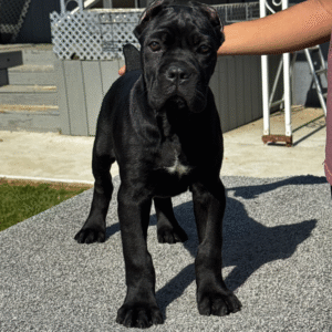 Meet Zeus – Loyal & Confident Male Cane Corso Puppy (Partial AKC Registered)