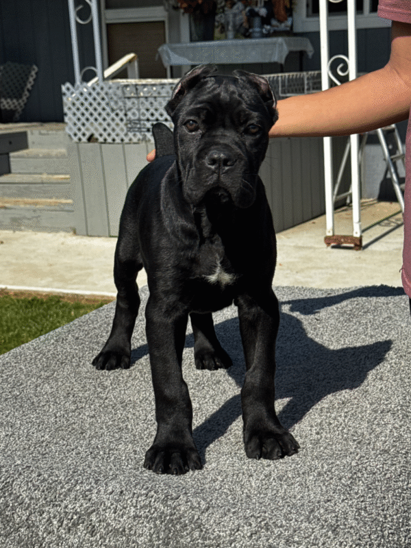 Meet Zeus – Loyal & Confident Male Cane Corso Puppy (Partial AKC Registered)