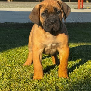 Meet Apollo – Noble & Protective Male Cane Corso Puppy (AKC Registered)