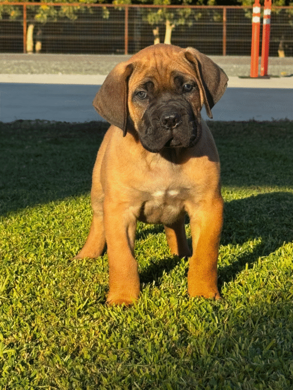 Meet Apollo – Noble & Protective Male Cane Corso Puppy (AKC Registered)