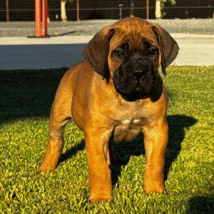 Meet Luna – Elegant & Loyal Female Cane Corso Puppy (AKC Registered)