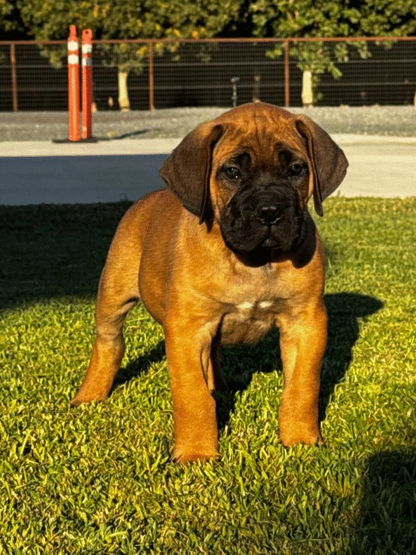 Meet Luna – Elegant & Loyal Female Cane Corso Puppy (AKC Registered)