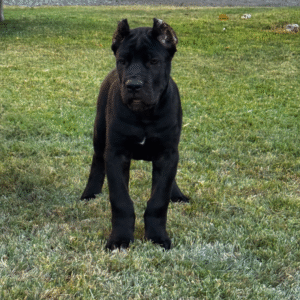 Meet Diesel – Strong & Devoted Male Cane Corso Puppy (AKC Registered)