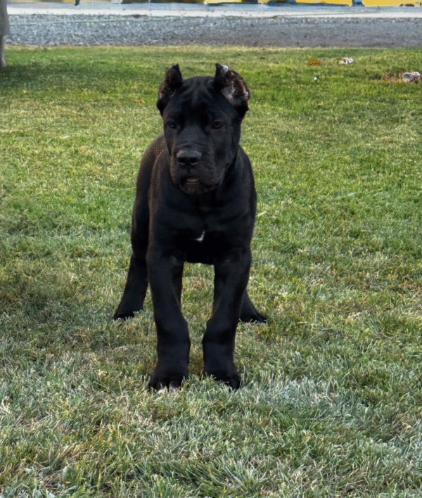 Meet Diesel – Strong & Devoted Male Cane Corso Puppy (AKC Registered)