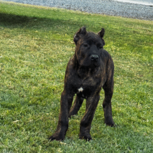Meet Titan – Powerful & Loyal Male Cane Corso Puppy (AKC Registered)