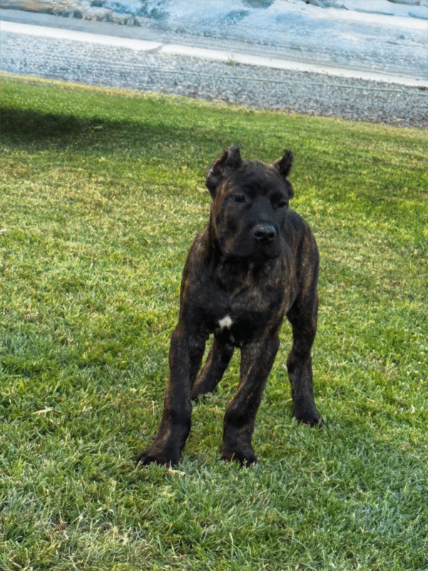Meet Titan – Powerful & Loyal Male Cane Corso Puppy (AKC Registered)