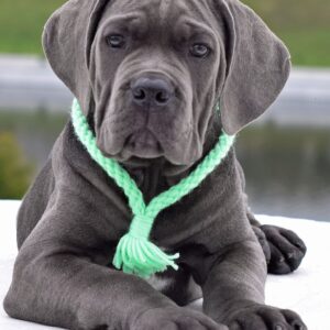 Meet Zara – Elegant & Protective Female Cane Corso Puppy (Partial AKC Registered)