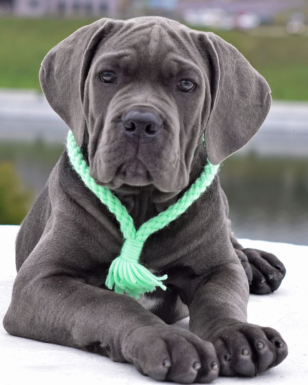 Meet Zara – Elegant & Protective Female Cane Corso Puppy (Partial AKC Registered)