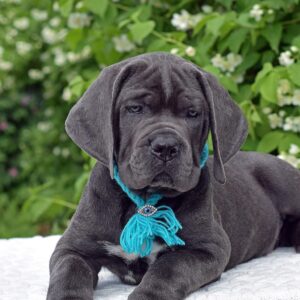 Meet Zeus – Loyal & Confident Male Cane Corso Puppy (Partial AKC Registered)