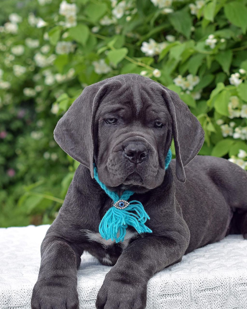 Meet Zeus – Loyal & Confident Male Cane Corso Puppy (Partial AKC Registered)