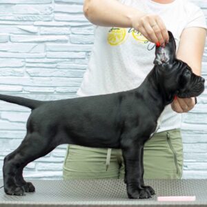 Meet Kyra – Sweet & Confident Female Cane Corso Puppy (NOT AKC Registered)