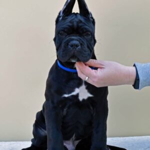 Meet Titan – Powerful & Loyal Male Cane Corso Puppy (AKC Registered)