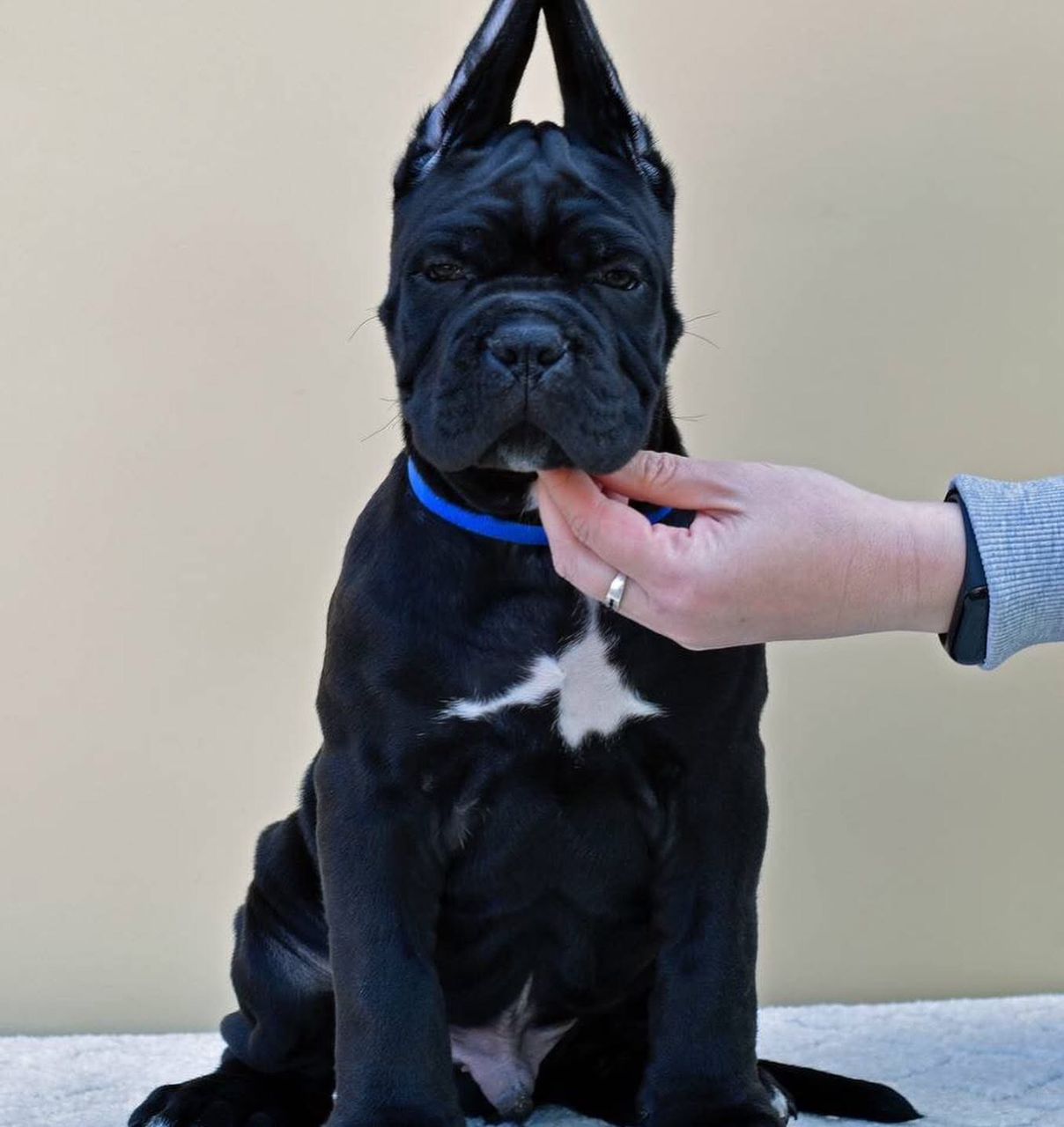 Meet Titan – Powerful & Loyal Male Cane Corso Puppy (AKC Registered)