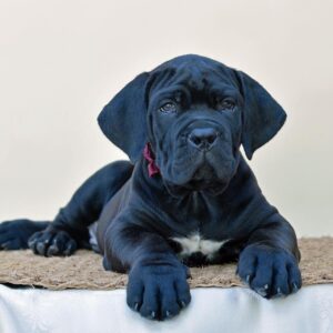 Meet Apollo – Noble & Protective Male Cane Corso Puppy (AKC Registered)
