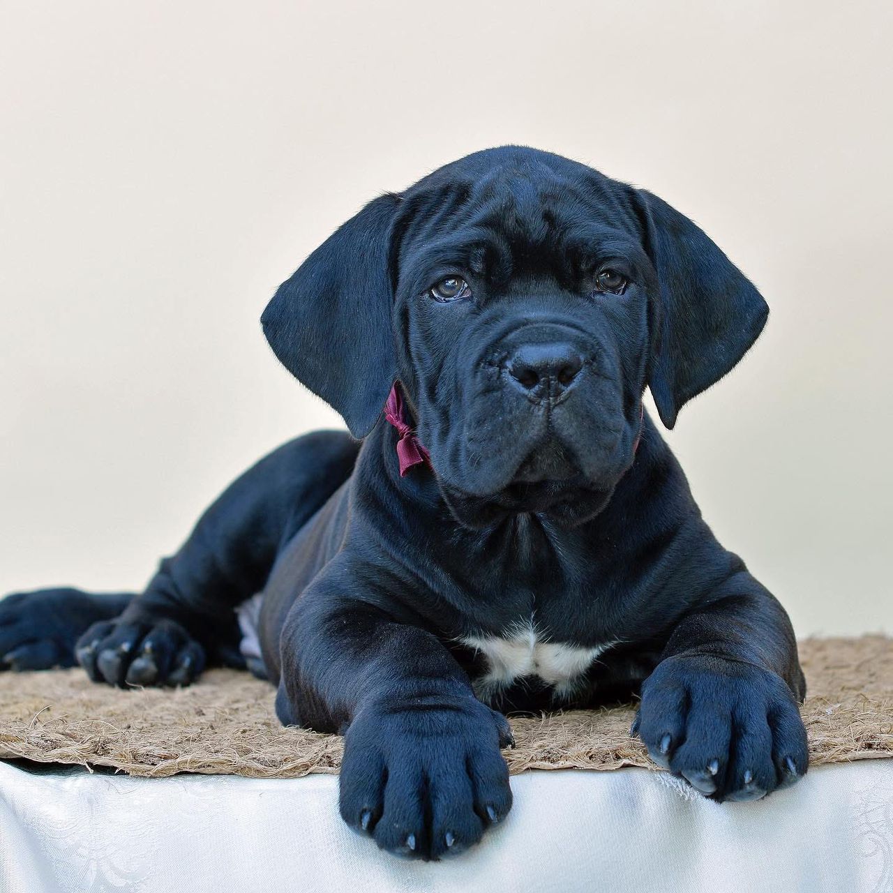 Meet Apollo – Noble & Protective Male Cane Corso Puppy (AKC Registered)