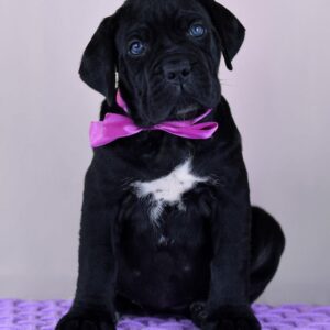 Meet Diesel – Strong & Devoted Female Cane Corso Puppy (AKC Registered)