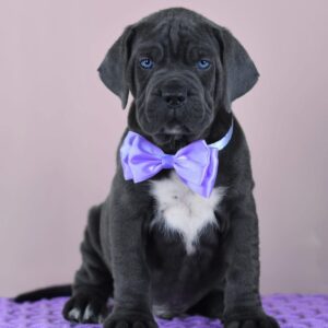 Meet Luna – Elegant & Loyal Female Cane Corso Puppy (AKC Registered)