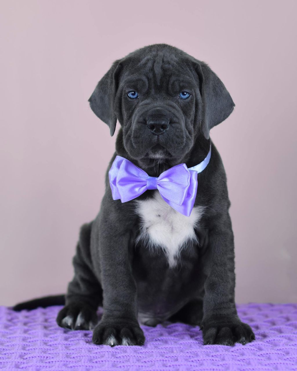 Meet Luna – Elegant & Loyal Female Cane Corso Puppy (AKC Registered)