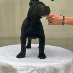 Meet Gia – Sweet & Confident Female Cane Corso Puppy (AKC Registered)