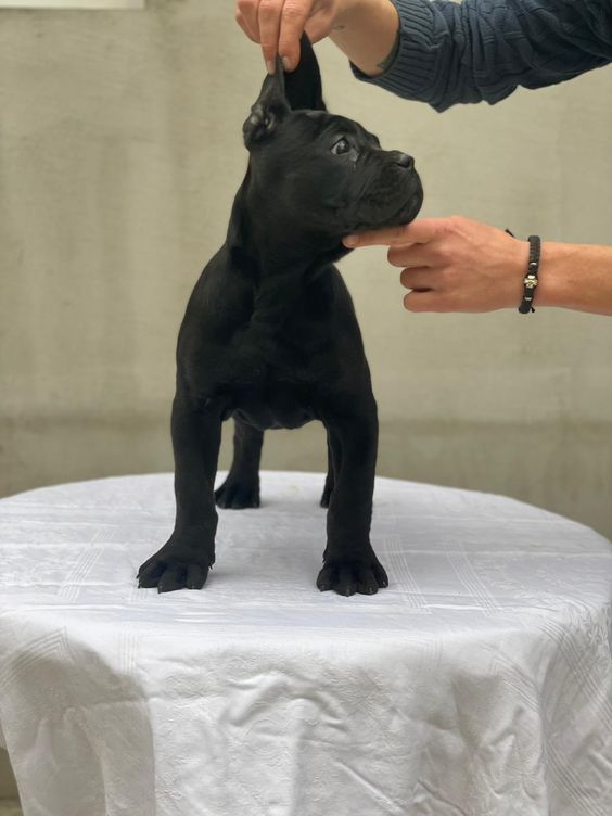 Meet Gia – Sweet & Confident Female Cane Corso Puppy (AKC Registered)