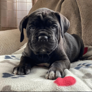 Meet Gia – Sweet & Confident Female Cane Corso Puppy (AKC Registered)