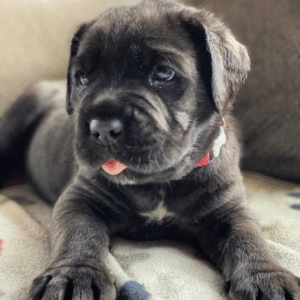 Meet Apollo – Noble & Protective Male Cane Corso Puppy (AKC Registered)