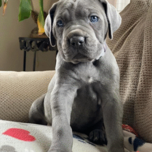 Meet Diesel – Strong & Devoted Female Cane Corso Puppy (AKC Registered)