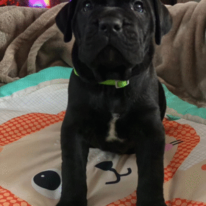 Meet Luna – Elegant & Loyal Female Cane Corso Puppy (AKC Registered)