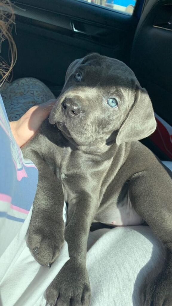 AKC Cane Corso puppy for sale Miami Florida, health tested parents, 2 years health guarantee