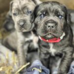 Diesel – AKC male gray Cane Corso puppy Ohio