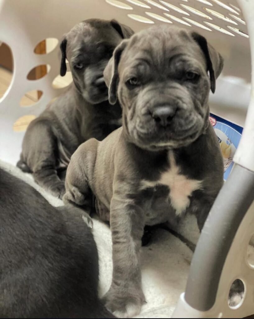 Apollo – Blue Male Cane Corso Puppy | 8 Weeks Old | Ashland Ohio