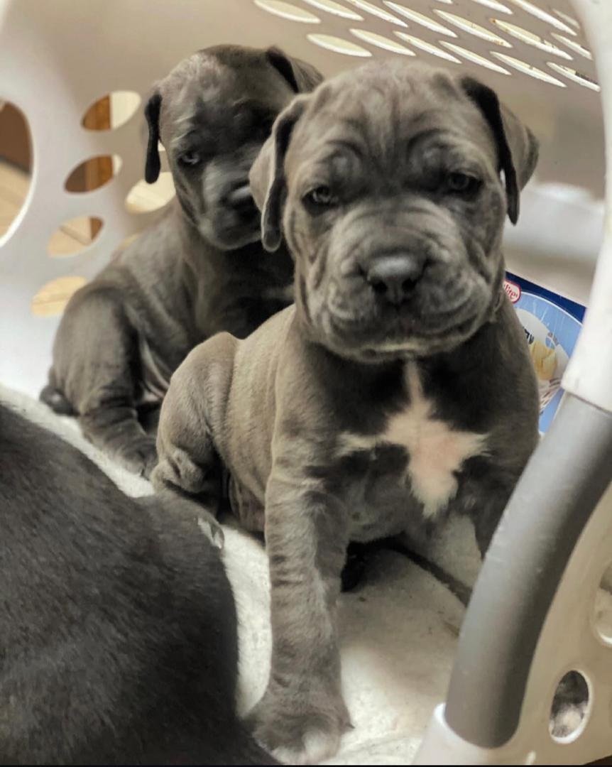 Apollo – Blue Male Cane Corso Puppy | 8 Weeks Old | Ashland Ohio