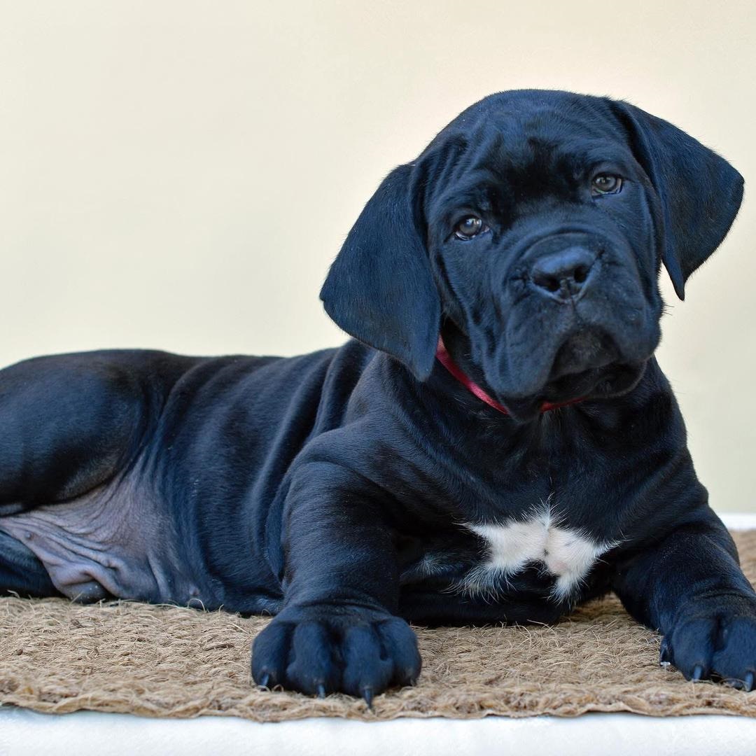 AKC registered gray female Cane Corso puppy from health tested parents - Ohio breeder