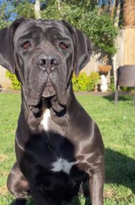 Backyard Cane Corso Breeder Ohio