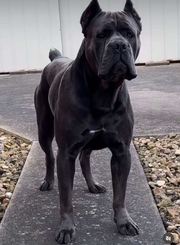 Cane Corso Breed Standard