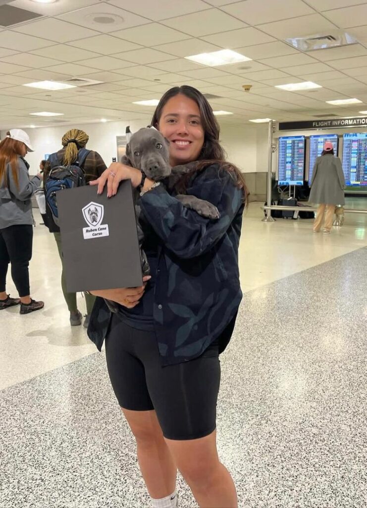 Cane Corso Delivery From $100  Flight Nanny USA