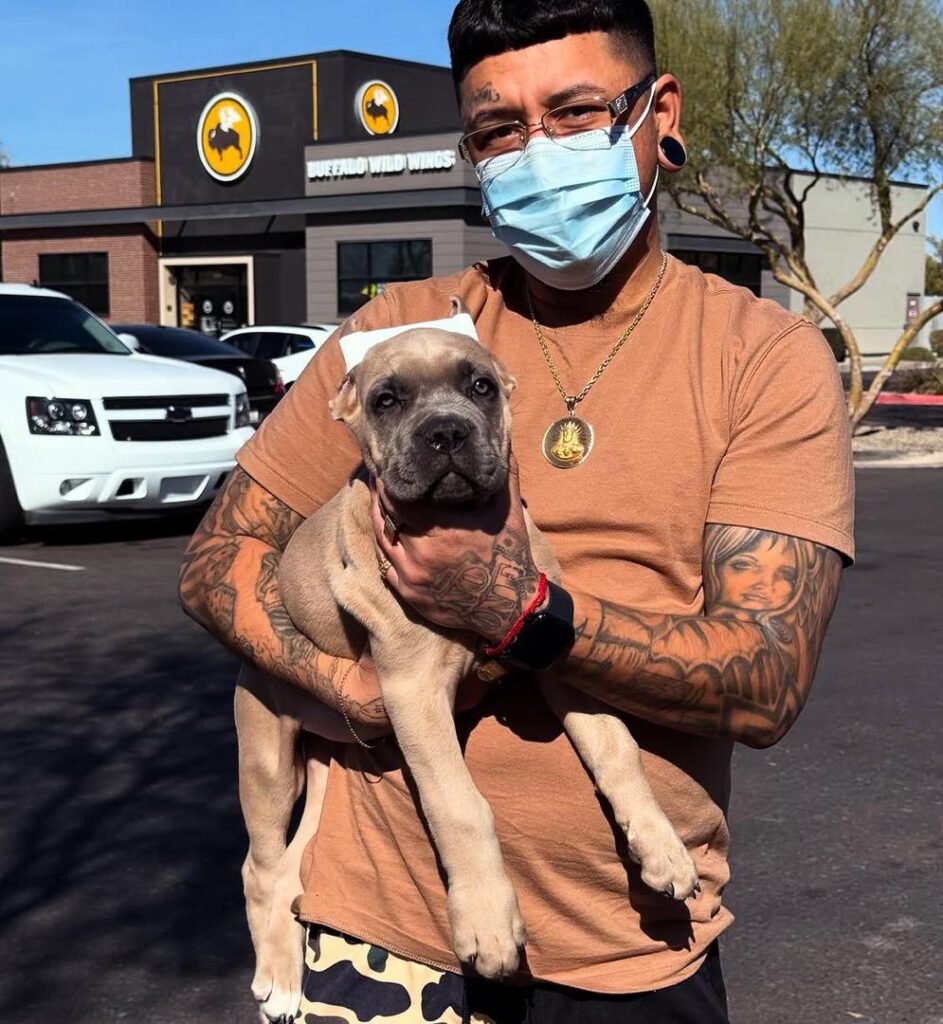 Cane Corso FAQ