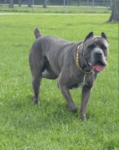 Backyard Cane Corso Breeder Ohio