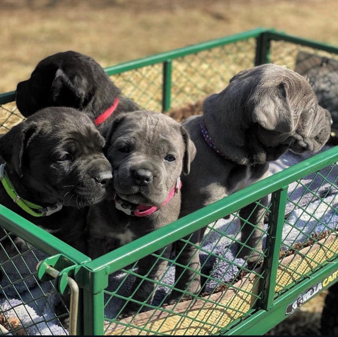 puppy-shipping-another-state Cane Corso Puppies for Sale Near Cleveland Ohio
