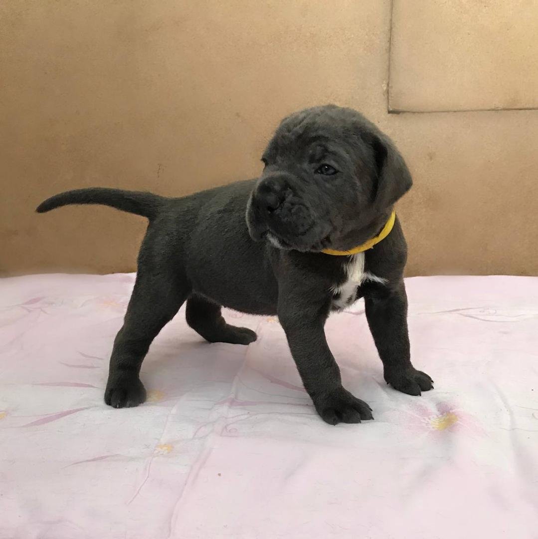 Diesel – Gray Male Cane Corso Puppy – Sold