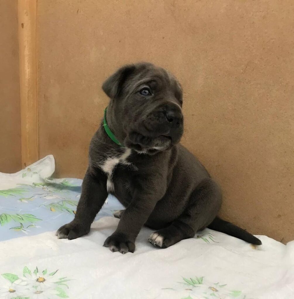 Gray Female Cane Corso puppy for sale in Ohio. AKC registered, health tested parents, ready now. Pet home only. Ships USA or pickup today.