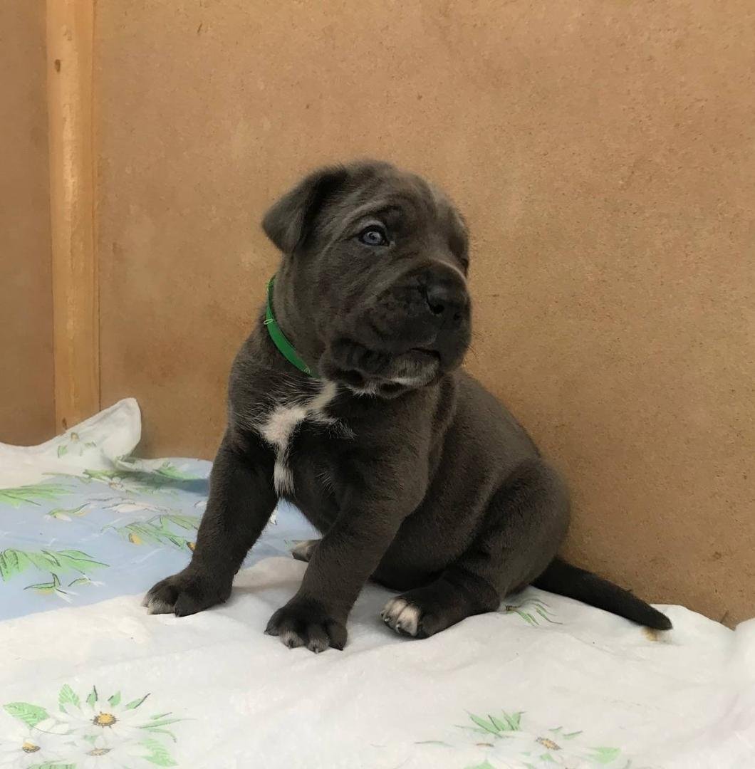 Gia – Gray Female Cane Corso Puppy 8 Weeks Old | Ashland OH
