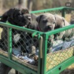 AKC Cane Corso Puppies For Sale in Ohio