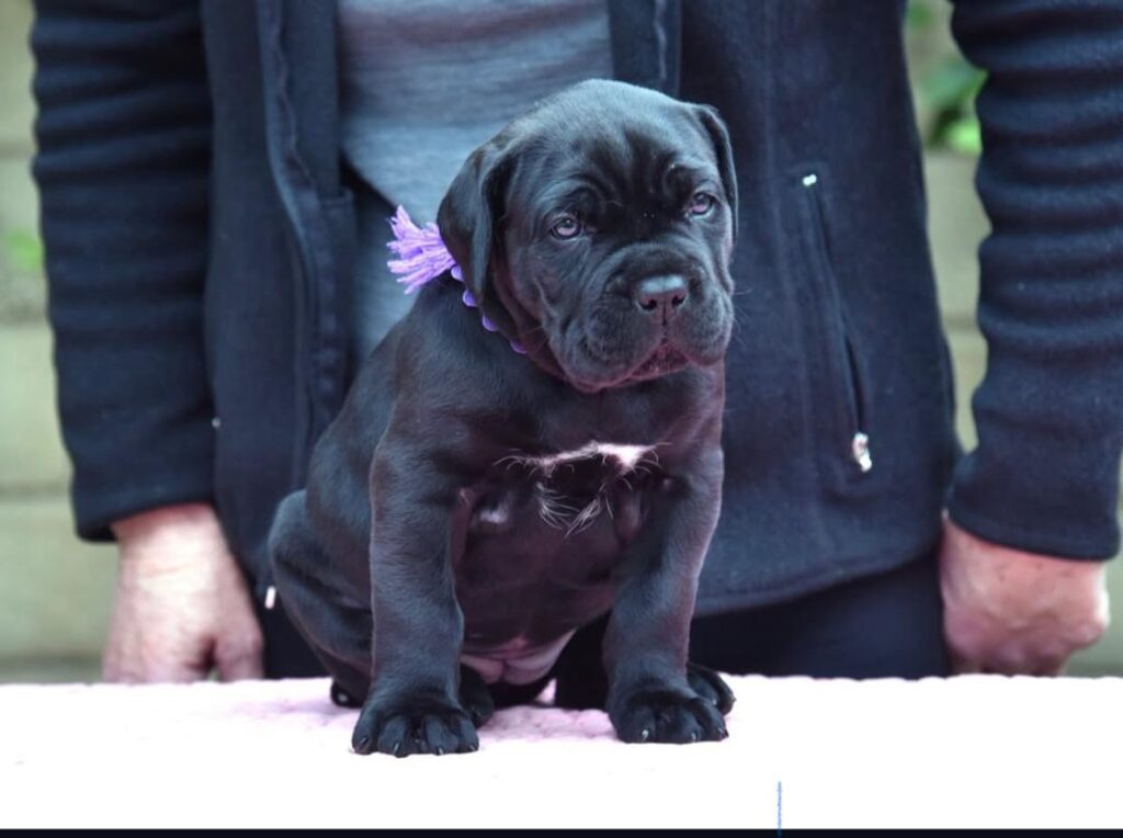 Titan - Black Female Cane Corso Puppy 8 Weeks Old Ashland OH